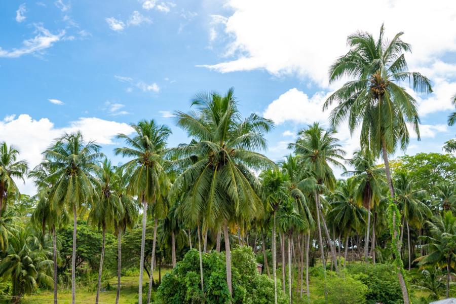 Anibesh Hotel Đảo Havelock Ngoại thất bức ảnh